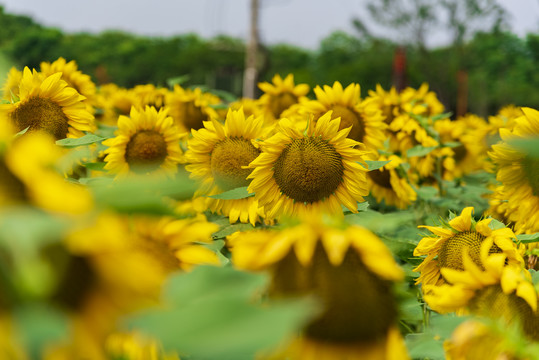 太阳花