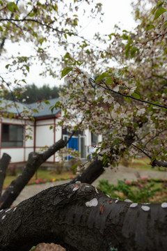 樱花园的花花草草