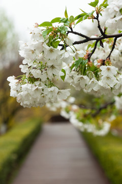 樱花园的花花们