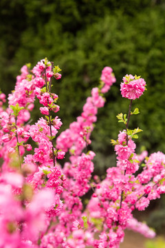 樱花园的花花们