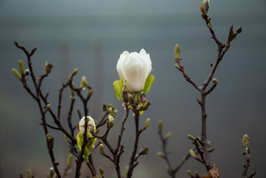 樱花园的玉兰花