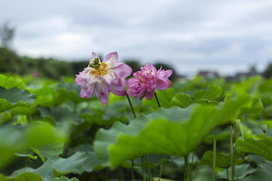 荷花