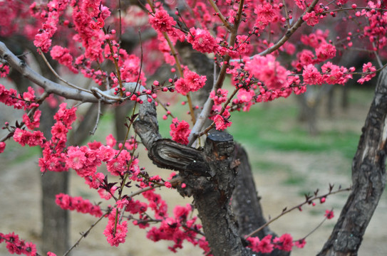 桃花