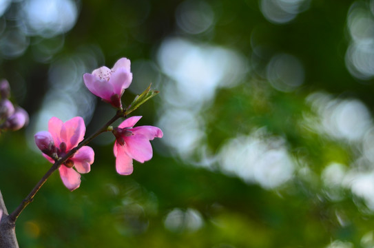 桃花