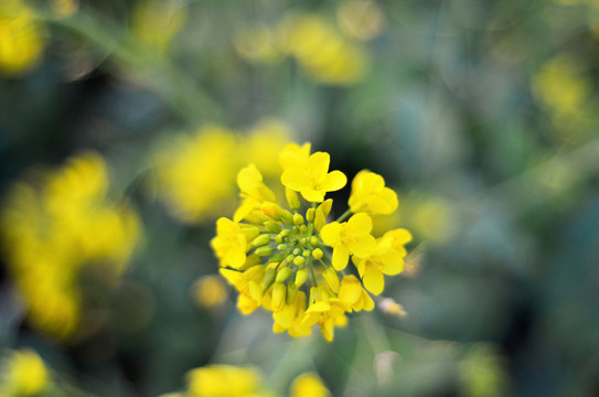 油菜花