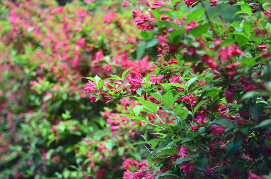 奥森公园的红王子锦带花