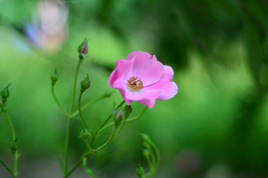 北京奥森公园的月季花