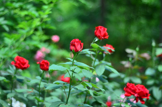 北京奥森公园的月季花