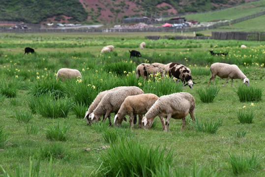 大凉山羊群