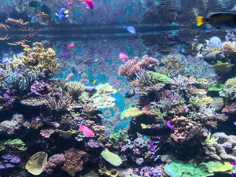 加勒比珊瑚