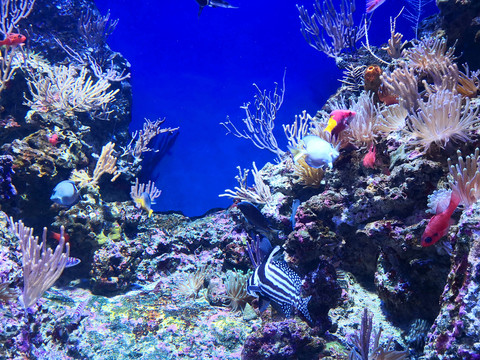 海洋馆珊瑚礁