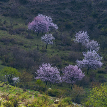 山花