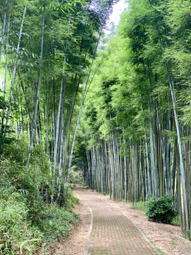 竹林绿道