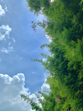 竹林与天空