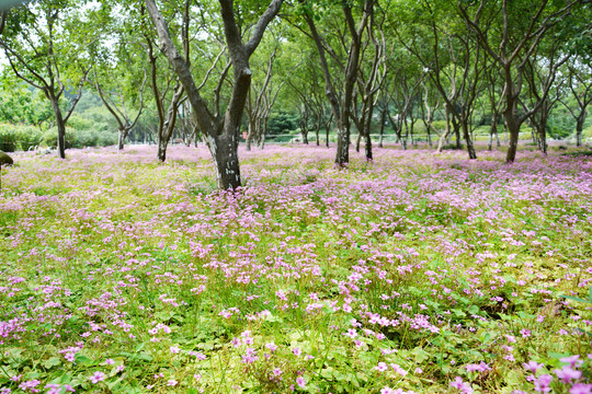 浪漫林间花丛