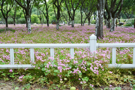 小清新花丛