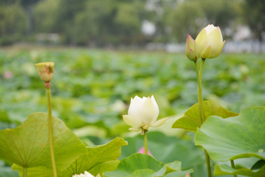 小清新荷塘