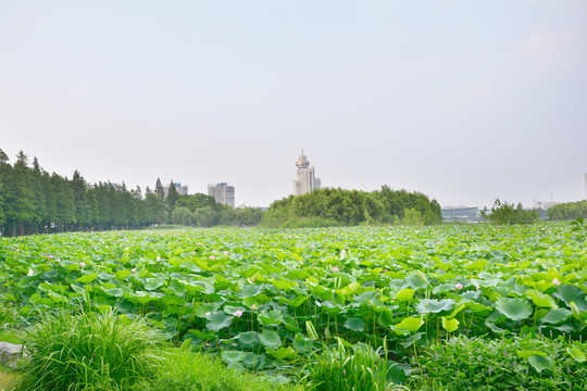 夏日荷塘