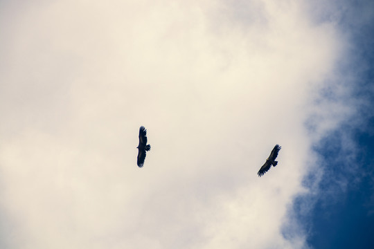 天空中的秃鹫