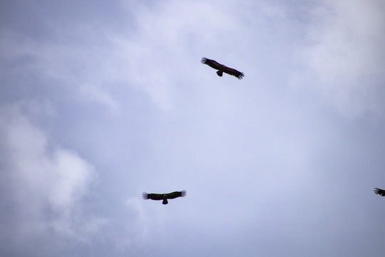 天空中的秃鹫