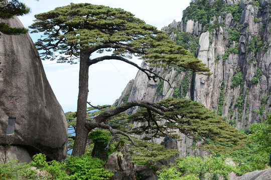 黄山迎客松