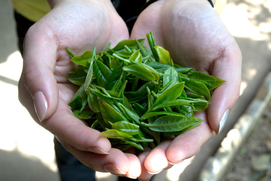 手捧茶叶