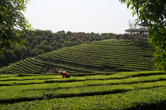 茶山