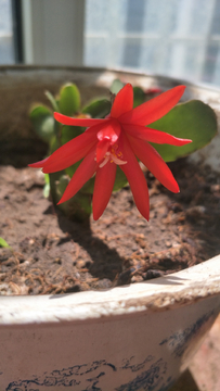 指甲莲花