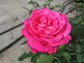 月季花