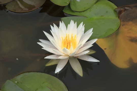 睡莲