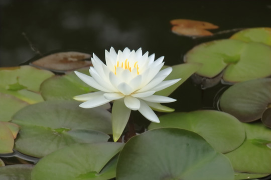 睡莲
