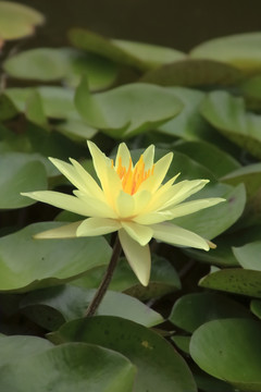 睡莲