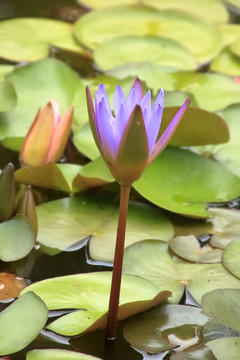 睡莲