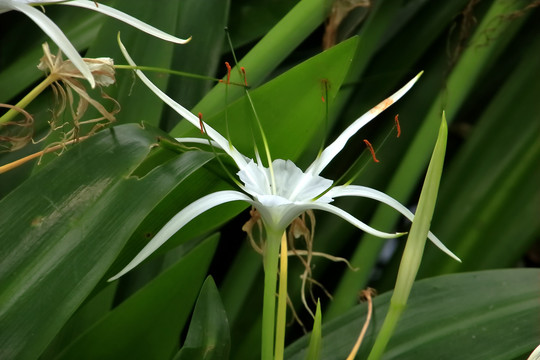 蜘蛛兰