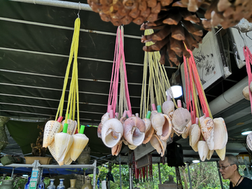 贝壳艺术品