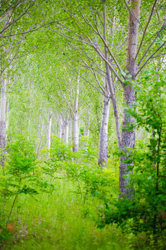 绿野仙踪小树林油画风景背景
