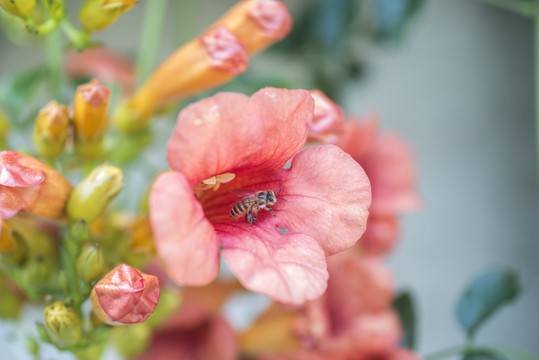 凌霄花