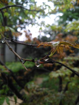 树叶与雨滴