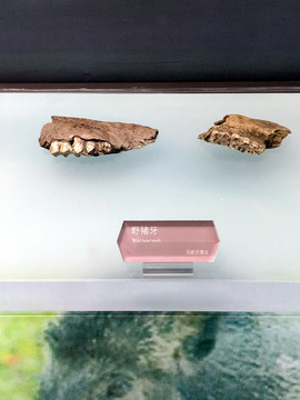 野猪牙化石
