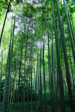竹子竹林
