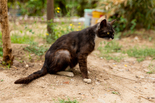 野猫