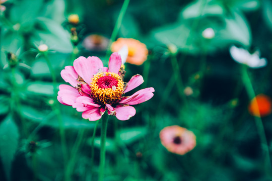 景观花草