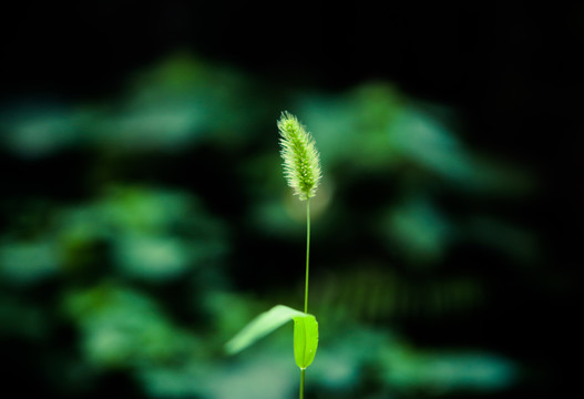 绿色草地背景