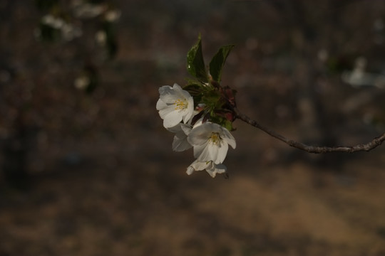 白色樱花