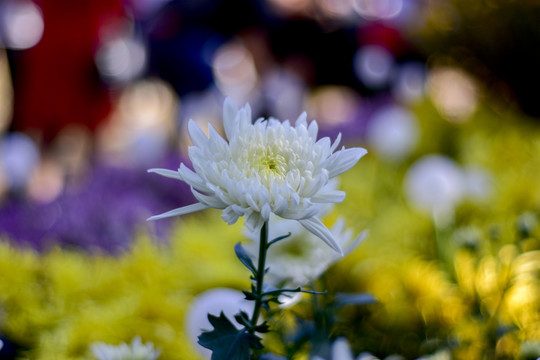 菊花