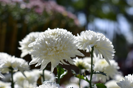 菊花