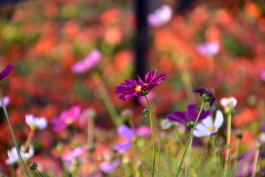 格桑花