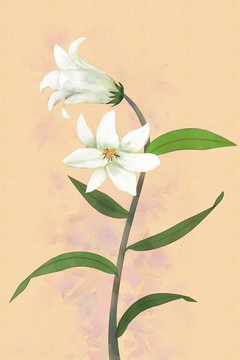 高清水彩花卉白色玉兰花