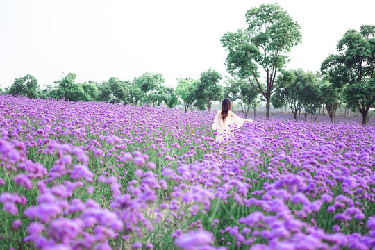 薰衣草地里的女生