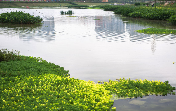 那考河湿地公园水草